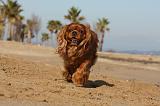 CAVALIER KING CHARLES 483